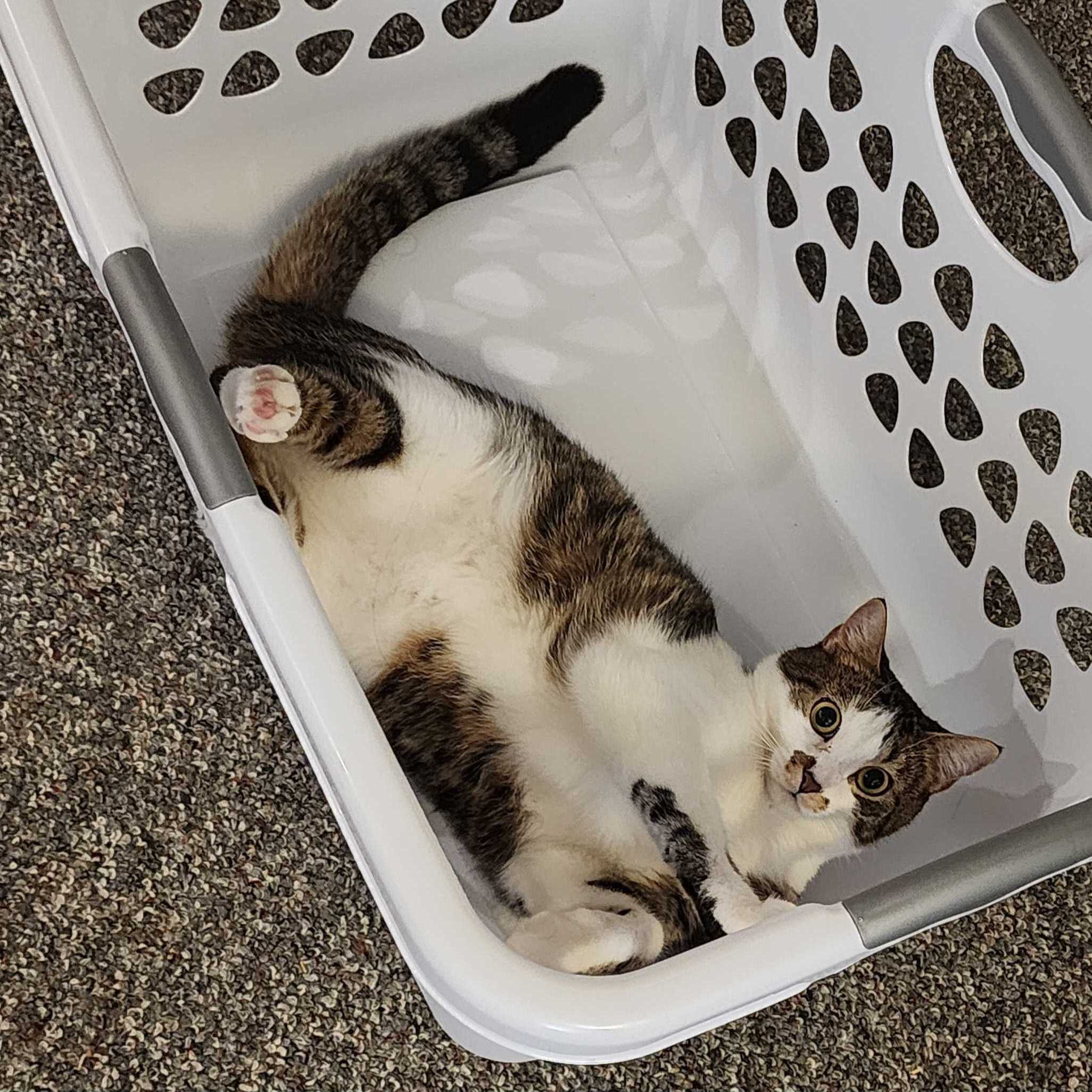 Photo of Cider: a tabby cat playing in a white laundry basket.