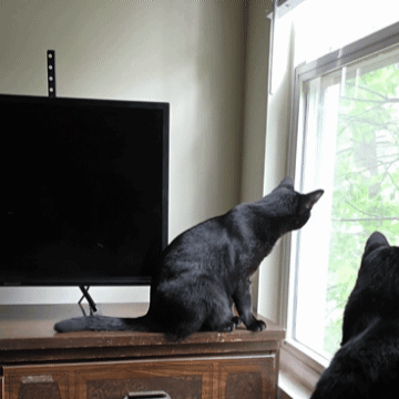 Gif of Eggnog, a small sleek black cat looking intently out the window, swishing his oddly short tail.