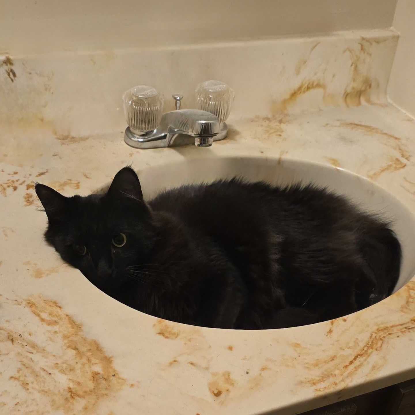 Photo of Kickflip: a black, long-hair cat who is laying in a bathroom sink.