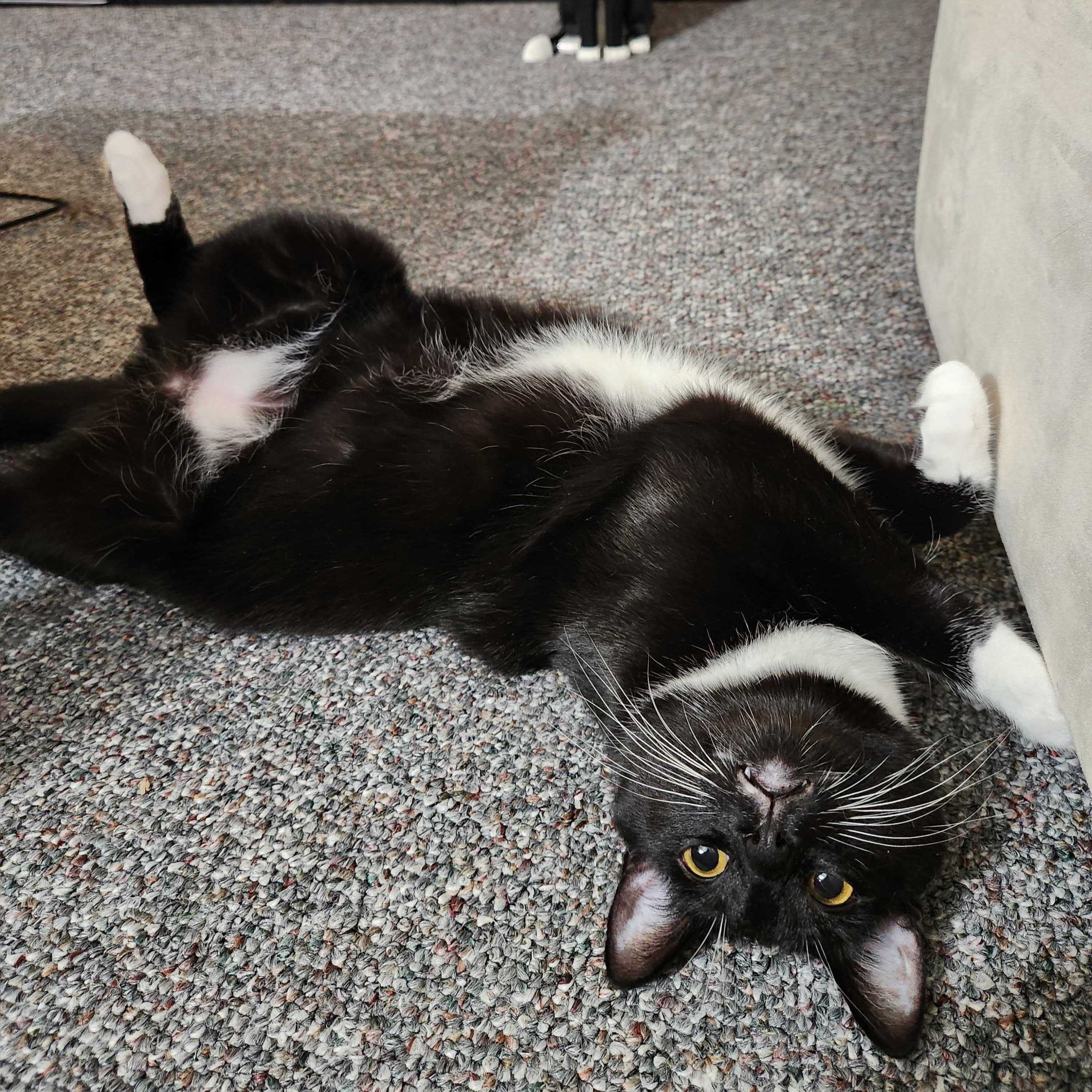 Photo of Ollie: a tuxedo cat posed upside down in front of his lego counterpart, which only the front paws are visible.